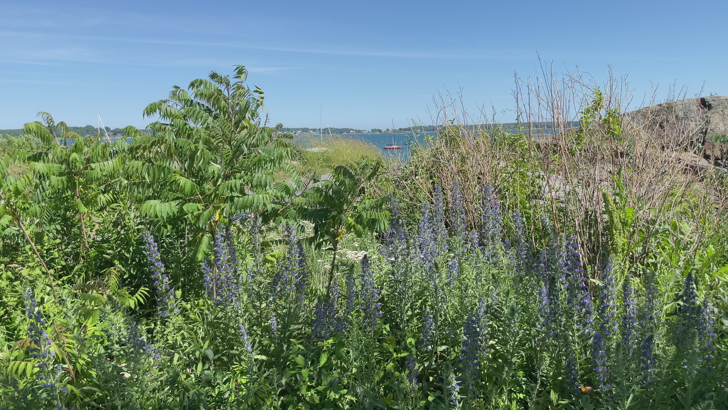 June at Eastern Promenade in Portland, Maine with wildflowers swaying in the breeze by the blue ocean. Video by Maine native, artist Megan Carty
